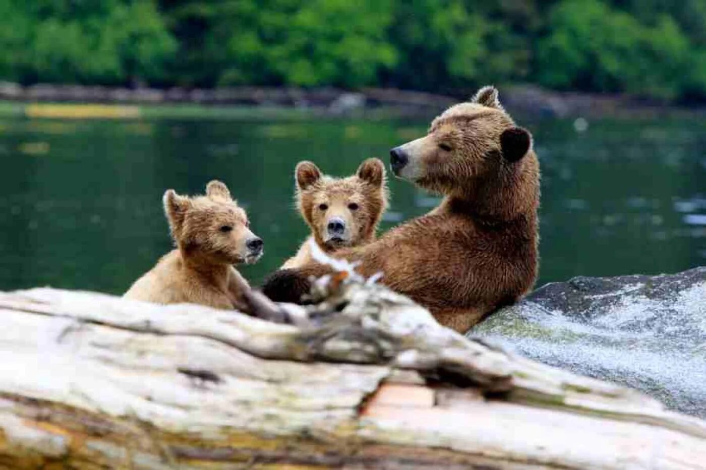 Grizzly mother and cubs