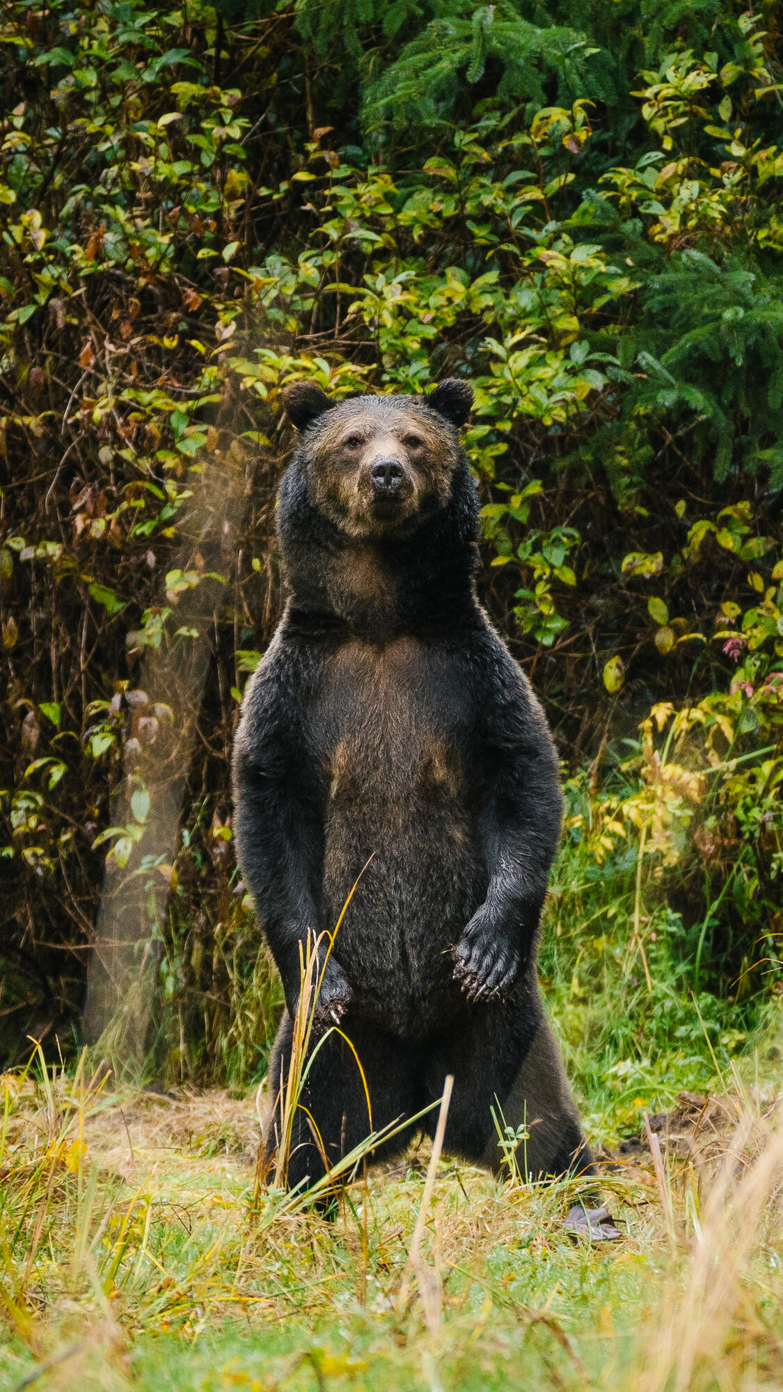 Grizzly standing upright in the forest