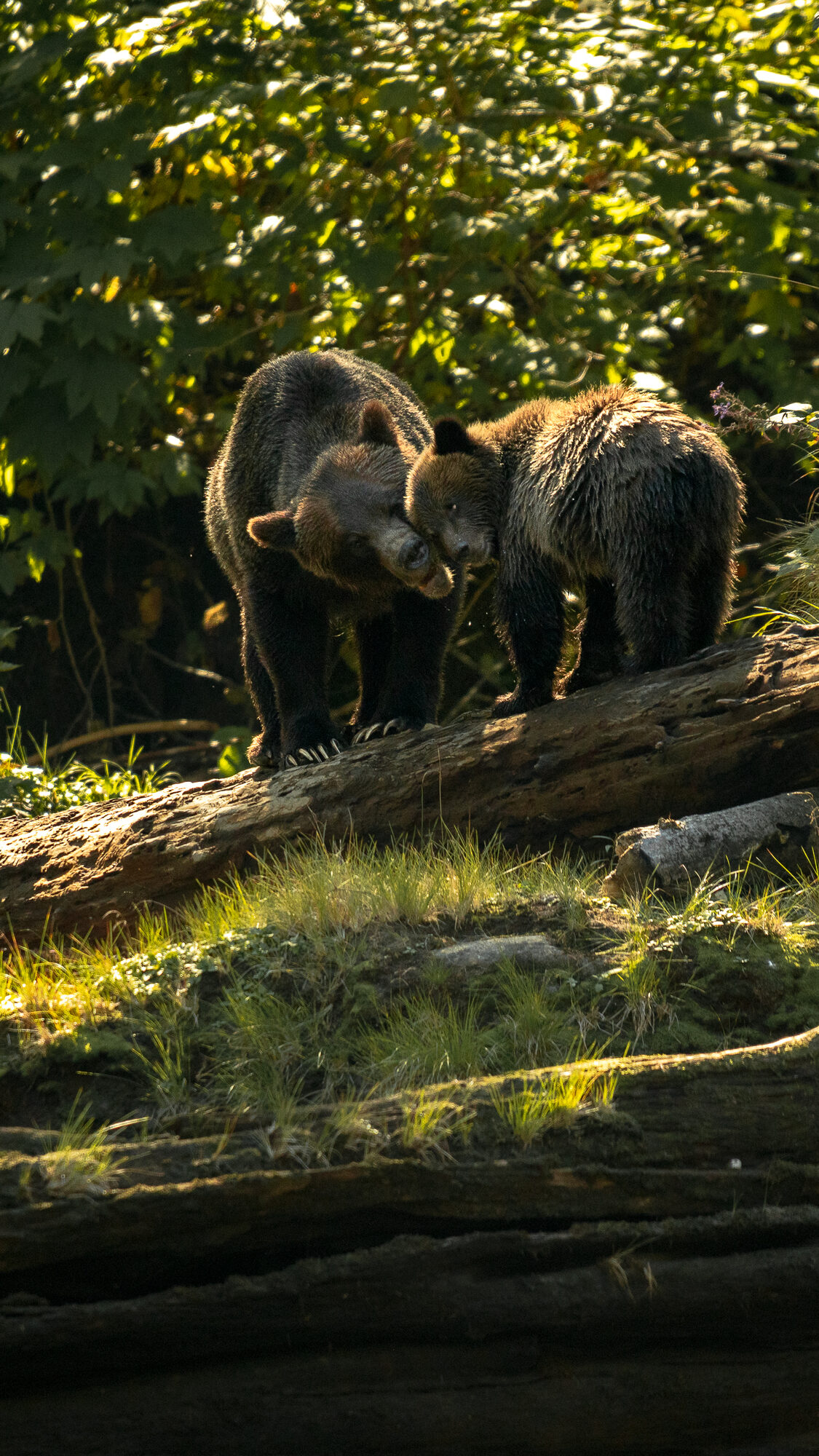 Two bears interacting tenderly
