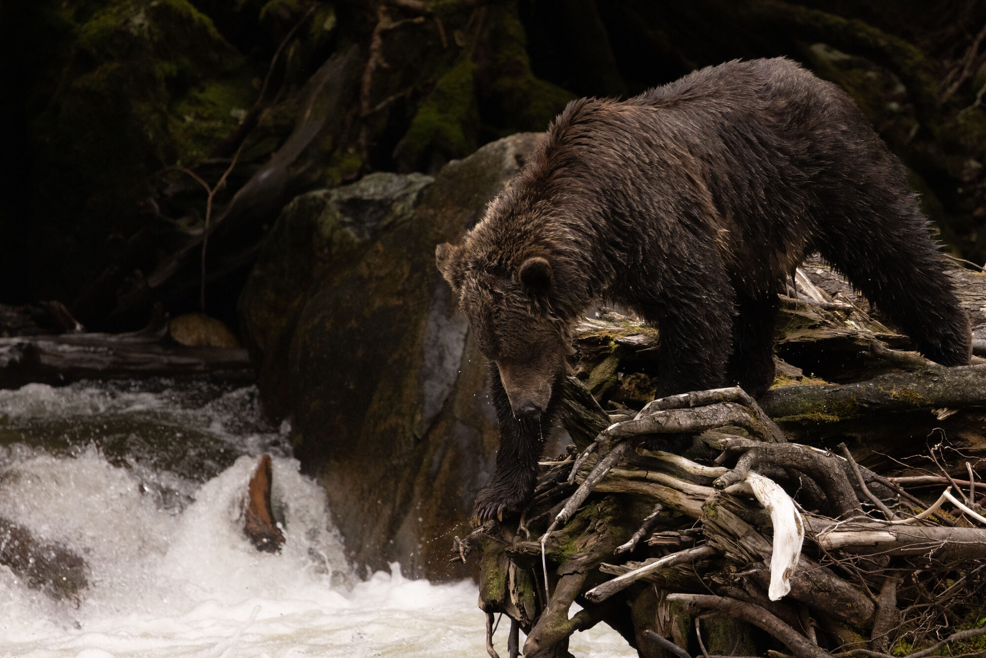 Bear at river's edge in forest