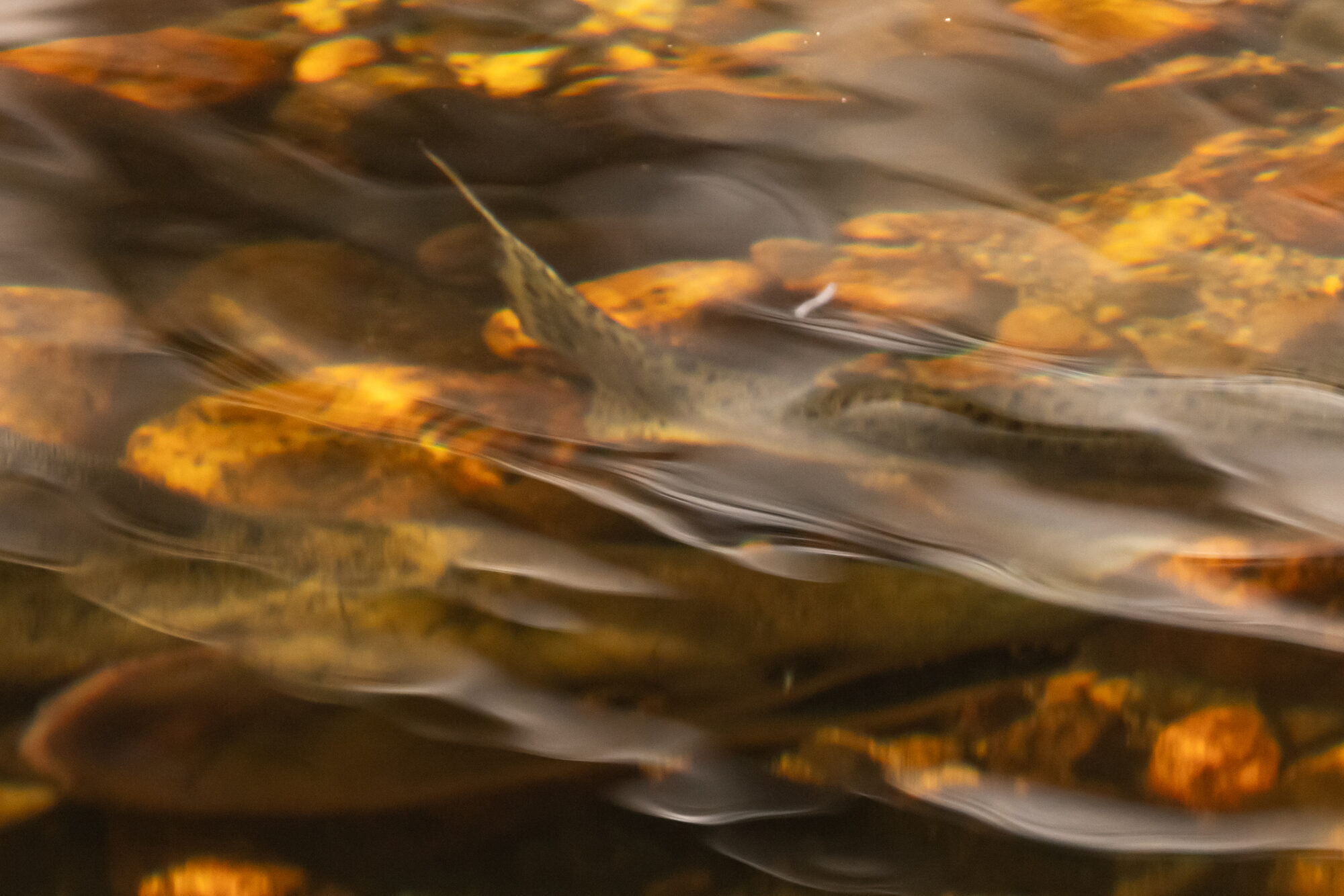 Salmon swimming in the river