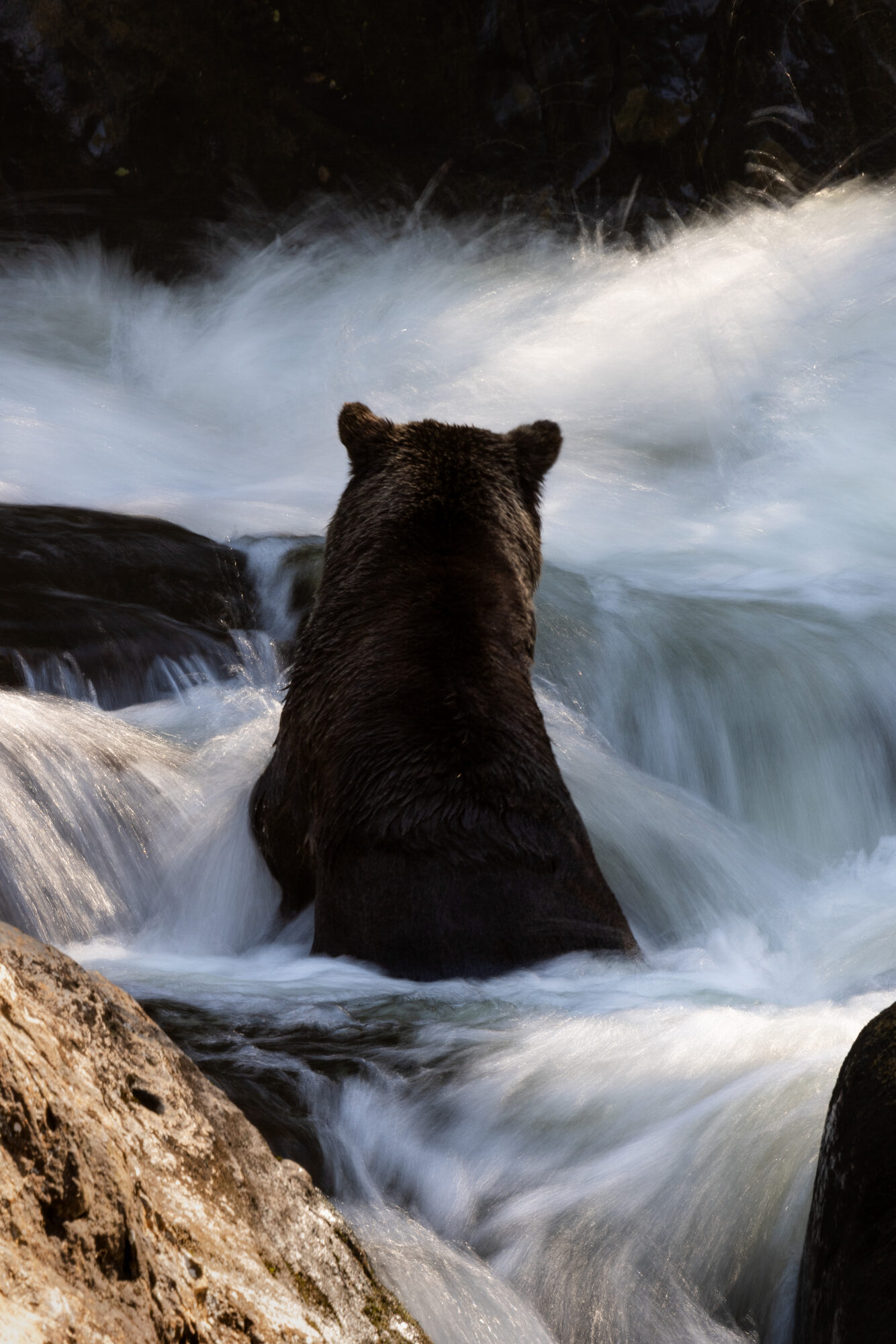 Bear in rushing whitewater