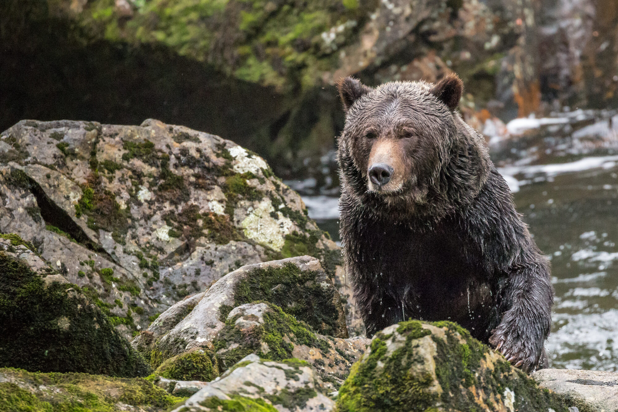 Bear on rocky riverbank